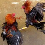 Perjudian sabung ayam