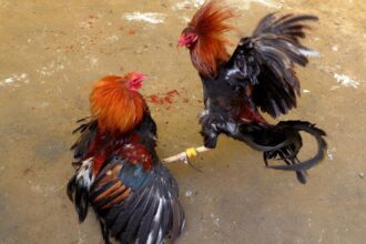 Perjudian sabung ayam